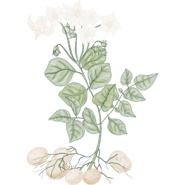 Ontwerp zonder titel (1)